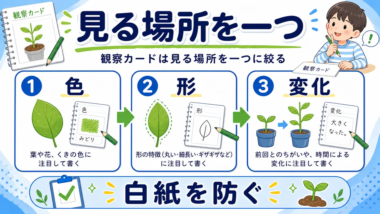観察カードを色や形など一つの観点から始める図