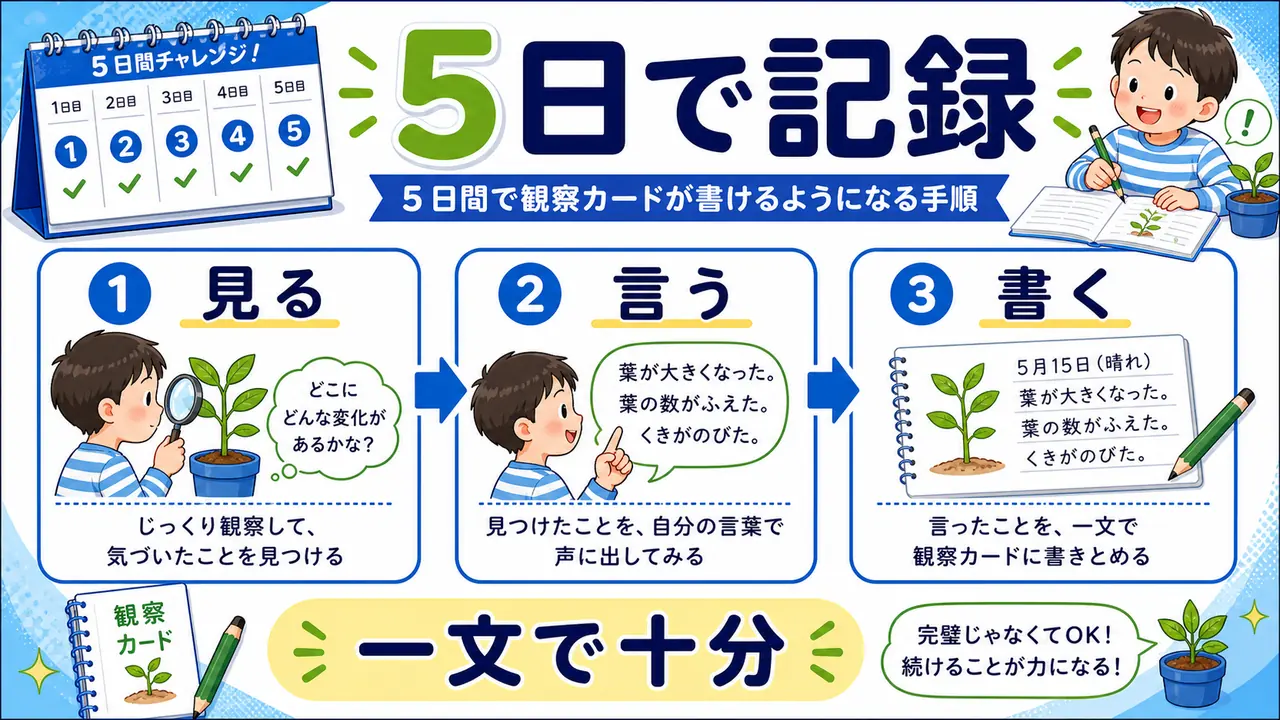 観察カードを書く5日間の手順図
